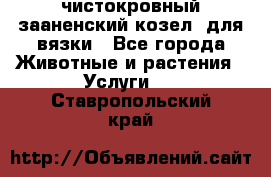 чистокровный зааненский козел  для вязки - Все города Животные и растения » Услуги   . Ставропольский край